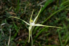 Caladenia versicolor