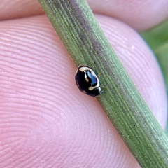 Hyperaspis trifurcata