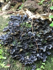 Pseudocyphellaria dissimilis