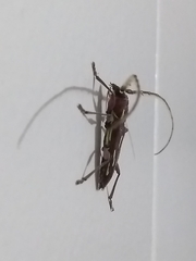 Ambonus distinctus
