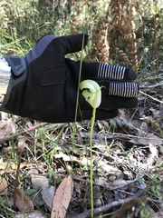 Pterostylis baptistii