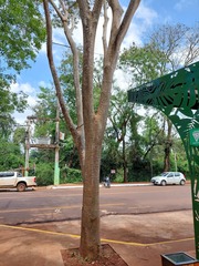 Albizia niopoides