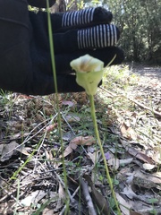 Pterostylis baptistii