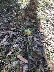 Pterostylis baptistii
