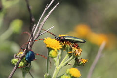 Stenaspis verticalis