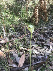 Pterostylis baptistii