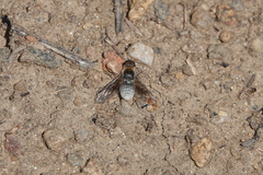 Bombyliidae