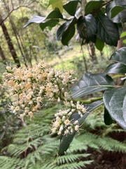 Viburnum odoratissimum