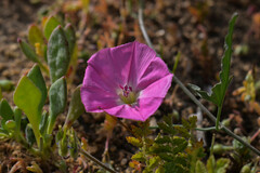 Convolvulus chilensis