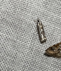 Microcrambus kimballi