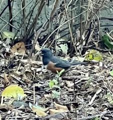 Pipilo maculatus oregonus