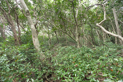 Croton cascarilloides