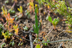 Convolvulus chilensis