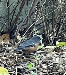 Pipilo maculatus oregonus