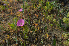 Convolvulus chilensis