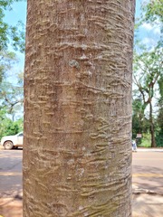 Albizia niopoides