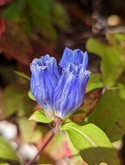Gentiana villosa