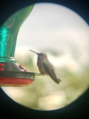 Selasphorus calliope