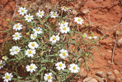 Melampodium leucanthum