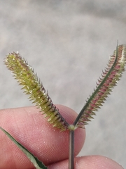 Cynodonteae