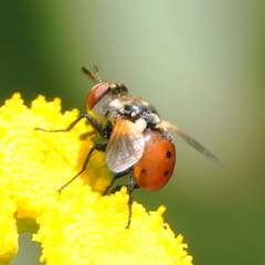 Gymnosoma rotundatum
