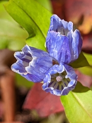 Gentiana villosa