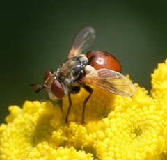 Gymnosoma rotundatum