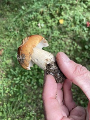 Boletus chippewaensis