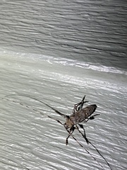 Acanthocinus obsoletus