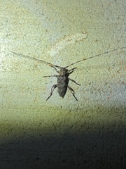 Acanthocinus obsoletus