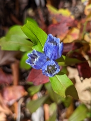 Gentiana villosa