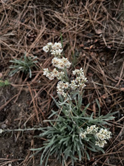 Pseudognaphalium