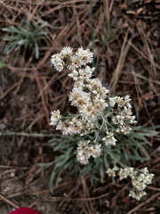 Pseudognaphalium
