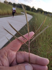 Dichanthium aristatum