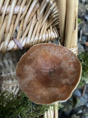 Cerioporus leptocephalus