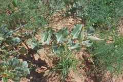 Asclepias arenaria