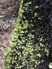 Cyathophorum bulbosum