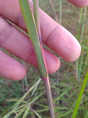 Dichanthium aristatum