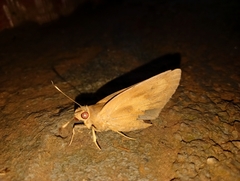 Erionota torus