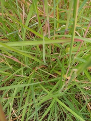 Dichanthium aristatum