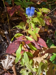 Gentiana villosa