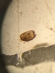 Ostracoda