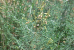 Oenothera suffrutescens