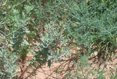 Oenothera suffrutescens