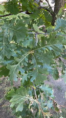 Quercus macrocarpa