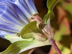Gentiana villosa