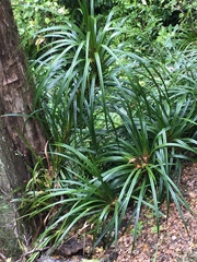 Freycinetia banksii
