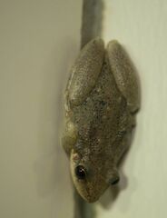 Scinax nasicus