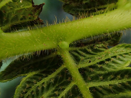 Hoiokula sandwicensis