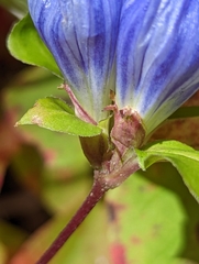 Gentiana villosa